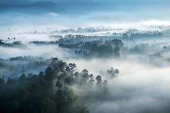 Туманный лес увиденный от верхней части на утре Стоковое фото RF Туманный лес увиденный от верхней части на утре Стоковое фото RF