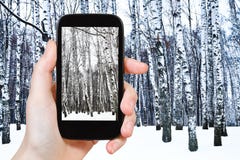 Туристские фотоснимки рощи березы в холодной зиме стоковое фото rf Туристские фотоснимки рощи березы в холодной зиме стоковое фото rf