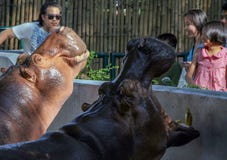 Туристы кормить гиппопотама в зоопарке Люди и животные в городе стоковая фотография Туристы кормить гиппопотама в зоопарке Люди и животные в городе стоковая фотография