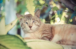 Тучный снежный кот показывает тревожность и предупреждает выражение в стоковые фото Тучный снежный кот показывает тревожность и предупреждает выражение в стоковые фото