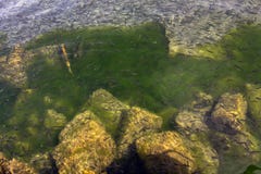 Тысячи небольших рыб в чистых водах озера Ohrid стоковое фото rf Тысячи небольших рыб в чистых водах озера Ohrid стоковое фото rf