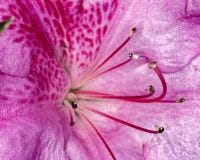Тычинка азалии и pistils цветка конца фото макроса вверх - тычинок и pistils цветка подробно Стоковая Фотография RF Тычинка азалии и pistils цветка конца фото макроса вверх - тычинок и pistils цветка подробно Стоковая Фотография RF