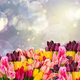 Тюльпаны весны на colofful голубом bokeh Стоковая Фотография RF Тюльпаны весны на colofful голубом bokeh Стоковая Фотография RF
