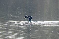 Угорь звероловства и улавливать carbo Phalacrocorax баклана пресноводный стоковые фотографии rf Угорь звероловства и улавливать carbo Phalacrocorax баклана пресноводный стоковые фотографии rf