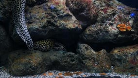 Угри моря в садке для рыбы, украшении аквариума Угорь мурены в садке для рыбы Угри моря в садке для рыбы, украшении аквариума Угорь мурены в садке для рыбы