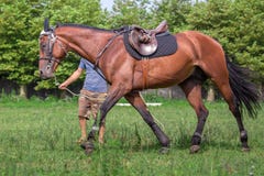 Укомплектуйте личным составом тренировку красивой лошади, скакать на поле Стоковые Изображения Укомплектуйте личным составом тренировку красивой лошади, скакать на поле Стоковые Изображения