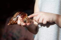 Улитка fulica Achatina на руке стоковое изображение Улитка fulica Achatina на руке стоковое изображение
