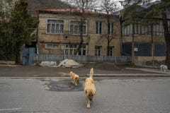 Улица Passanauri со старыми домами и собаками стоковая фотография Улица Passanauri со старыми домами и собаками стоковая фотография