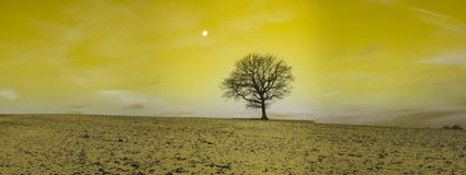 Ультракрасная фотография - фото инфракрасн ландшафта с деревом под небом с облаками стоковые фотографии rf Ультракрасная фотография - фото инфракрасн ландшафта с деревом под небом с облаками стоковые фотографии rf