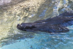 Уплотнение в воде стоковая фотография Уплотнение в воде стоковая фотография