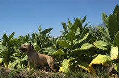 Усмехаясь pitbull на поле табака стоковое изображение Усмехаясь pitbull на поле табака стоковое изображение