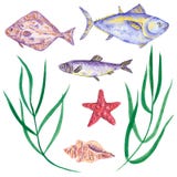 Установите рыб, семг, палтуса и сельдей с морскими звёздами, раковиной и морской водорослью стоковые изображения rf Установите рыб, семг, палтуса и сельдей с морскими звёздами, раковиной и морской водорослью стоковые изображения rf