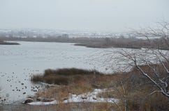Утка Дерби, деталь дня снега, перепад Yakima, Richland, Вашингтон стоковые фото Утка Дерби, деталь дня снега, перепад Yakima, Richland, Вашингтон стоковые фото
