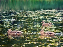 Утки плавая в воде стоковая фотография rf Утки плавая в воде стоковая фотография rf