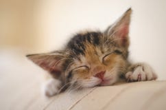 Утомлянный спасл котенка ситца 6 недель милого спать и мечтая на софе стоковая фотография Утомлянный спасл котенка ситца 6 недель милого спать и мечтая на софе стоковая фотография