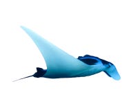 луч океана manta Мальдивов atoll addu индийский стоковые изображения rf луч океана manta Мальдивов atoll addu индийский стоковые изображения rf
