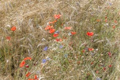 Уши пшеницы с голубыми cornflowers и красным маком перед сбором стоковые фото Уши пшеницы с голубыми cornflowers и красным маком перед сбором стоковые фото