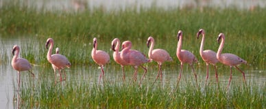 Фламинго группы на озере Кения вышесказанного Национальный парк Nakuru Национальный заповедник Bogoria озера стоковая фотография Фламинго группы на озере Кения вышесказанного Национальный парк Nakuru Национальный заповедник Bogoria озера стоковая фотография