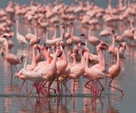 Фламинго танца ухаживания Кения вышесказанного Национальный парк Nakuru Национальный заповедник Bogoria озера стоковое изображение rf Фламинго танца ухаживания Кения вышесказанного Национальный парк Nakuru Национальный заповедник Bogoria озера стоковое изображение rf