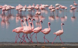 Фламинго танца ухаживания Кения вышесказанного Национальный парк Nakuru Национальный заповедник Bogoria озера стоковое изображение rf Фламинго танца ухаживания Кения вышесказанного Национальный парк Nakuru Национальный заповедник Bogoria озера стоковое изображение rf