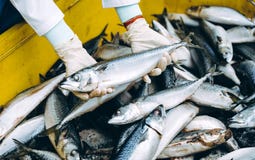 Фабрика морепродуктов рыб стоковые изображения Фабрика морепродуктов рыб стоковые изображения
