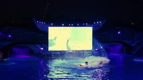 Фантастический кит скача в торжество Shamu освещает вверх ночь в свете торжества Shamu вверх по ночи на Seaworld 2 Фантастический кит скача в торжество Shamu освещает вверх ночь в свете торжества Shamu вверх по ночи на Seaworld 2