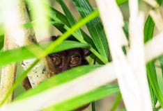 Филиппинское более tarsier усаживание на дереве, Bohol, Филиппины фокуса съемка outdoors селективная стоковые изображения Филиппинское более tarsier усаживание на дереве, Bohol, Филиппины фокуса съемка outdoors селективная стоковые изображения