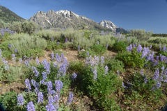 Фиолетовое цветене Lupine на переднем плане снега покрыло горы. стоковая фотография rf Фиолетовое цветене Lupine на переднем плане снега покрыло горы. стоковая фотография rf