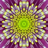 Фиолетовый концентрический центр цветка. Дизайн мандалы Kaleidoscopic Стоковое Изображение Фиолетовый концентрический центр цветка. Дизайн мандалы Kaleidoscopic Стоковое Изображение