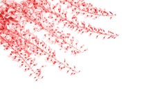 Фиолетовые цветки глицинии на белой предпосылке стоковые фотографии rf Фиолетовые цветки глицинии на белой предпосылке стоковые фотографии rf