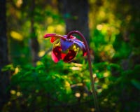 Фиолетовый завод кувшина, purpurea Sarracenia в Bemidji Минесоте стоковое фото rf Фиолетовый завод кувшина, purpurea Sarracenia в Bemidji Минесоте стоковое фото rf