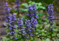 Фиолетовый цветок Bugleweed стоковое фото rf Фиолетовый цветок Bugleweed стоковое фото rf