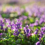 Фиолеты в солнечном предыдущем саде весны стоковые фото Фиолеты в солнечном предыдущем саде весны стоковые фото