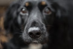 Фокус на черном красивом носе Портрет крупного плана красивой черной собаки spaniel Большая собака хочет найти семья и стоковая фотография Фокус на черном красивом носе Портрет крупного плана красивой черной собаки spaniel Большая собака хочет найти семья и стоковая фотография