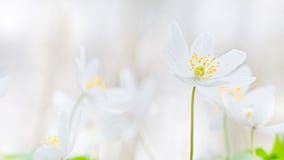 Фокус полевых цветков весны деревянной ветреницы мягкий стоковая фотография rf Фокус полевых цветков весны деревянной ветреницы мягкий стоковая фотография rf