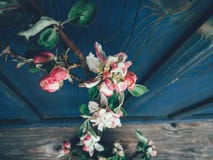 Фон ветви цветения Яблока голубой стоковая фотография Фон ветви цветения Яблока голубой стоковая фотография