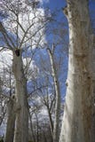 Фонтаны и сады дворца Аранхуэса в Мадриде, Испании стоковые изображения Фонтаны и сады дворца Аранхуэса в Мадриде, Испании стоковые изображения