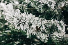 Фото ветвей ели с снегом стоковые изображения Фото ветвей ели с снегом стоковые изображения