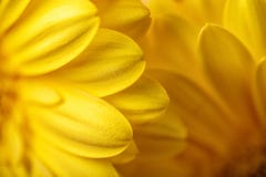 Фото желтых gerberas, фотографии макроса и предпосылки цветков Желтая маргаритка стоковые фото Фото желтых gerberas, фотографии макроса и предпосылки цветков Желтая маргаритка стоковые фото