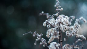 Фото макроса белых цветков стоковые фотографии rf Фото макроса белых цветков стоковые фотографии rf