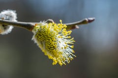 Хворостина при желтый цветок известный как caprea bl Salix вербы козы Стоковое Изображение RF Хворостина при желтый цветок известный как caprea bl Salix вербы козы Стоковое Изображение RF