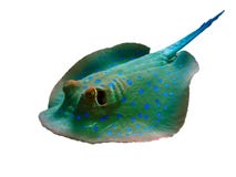 Хвостоколовый Bluespotted - рыба стоковое изображение rf Хвостоколовый Bluespotted - рыба стоковое изображение rf