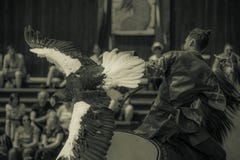 хищнический бело-замкнутый орел в лете на зоопарке в выставке конца-вверх и ее тренере стоковые фото хищнический бело-замкнутый орел в лете на зоопарке в выставке конца-вверх и ее тренере стоковые фото