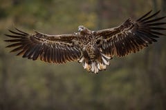 Хищные птицы - Бело-замкнутое albicilla Haliaeetus орла стоковое фото Хищные птицы - Бело-замкнутое albicilla Haliaeetus орла стоковое фото