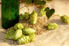 хмель стоковые фото хмель стоковые фото