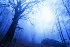 Холодное настроение в туманной древесине стоковая фотография Холодное настроение в туманной древесине стоковая фотография