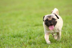 ход pug стоковые изображения rf ход pug стоковые изображения rf