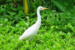 Цапля в садах Moir, Кауаи большего Ardea egret alba или большая белая, Гаваи стоковая фотография Цапля в садах Moir, Кауаи большего Ardea egret alba или большая белая, Гаваи стоковая фотография
