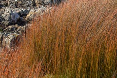Цвета осени в seagrass в Новой Зеландии стоковое изображение rf Цвета осени в seagrass в Новой Зеландии стоковое изображение rf
