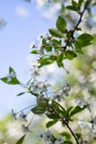 Цветение времени цветков вишни весной с зелеными листьями, макрос, рамка стоковое фото rf Цветение времени цветков вишни весной с зелеными листьями, макрос, рамка стоковое фото rf